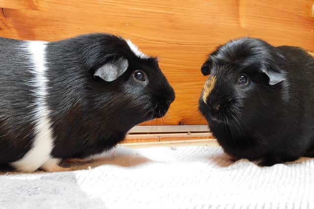 Gin and Tonic were found with 17 guinea pigs believed to be their children. Photo: RSPCA