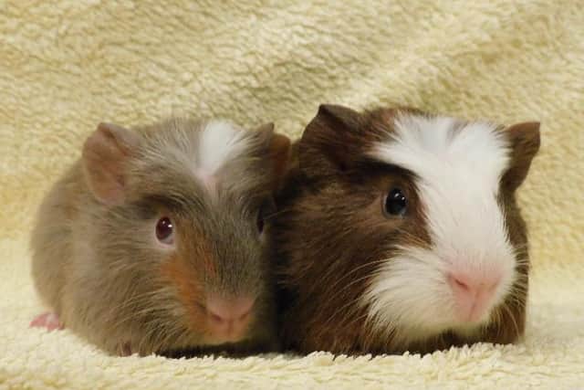 Males Peanut and Pecan were removed from a house where there were more than 100 guinea pigs. Photo: RSPCA