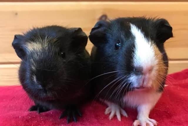 Faith and Ivy also need a new home. Photo: RSPCA