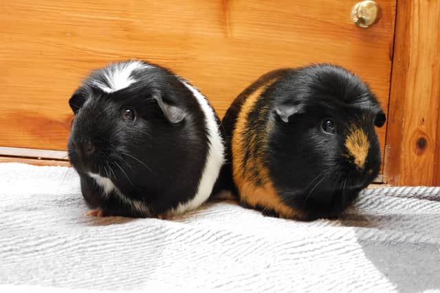 Gin and Tonic are believed to be 12-18 months old. Photo: RSPCA