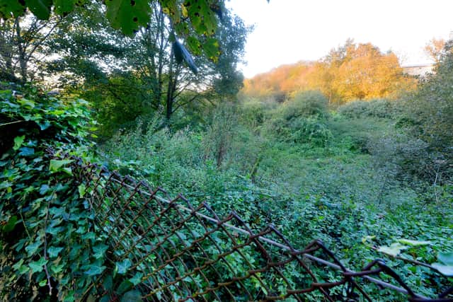 The area is currently covered in trees and bushes