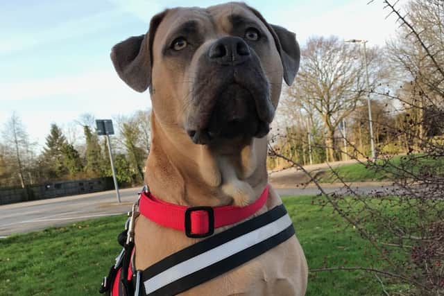 Winnie now in a loving home
