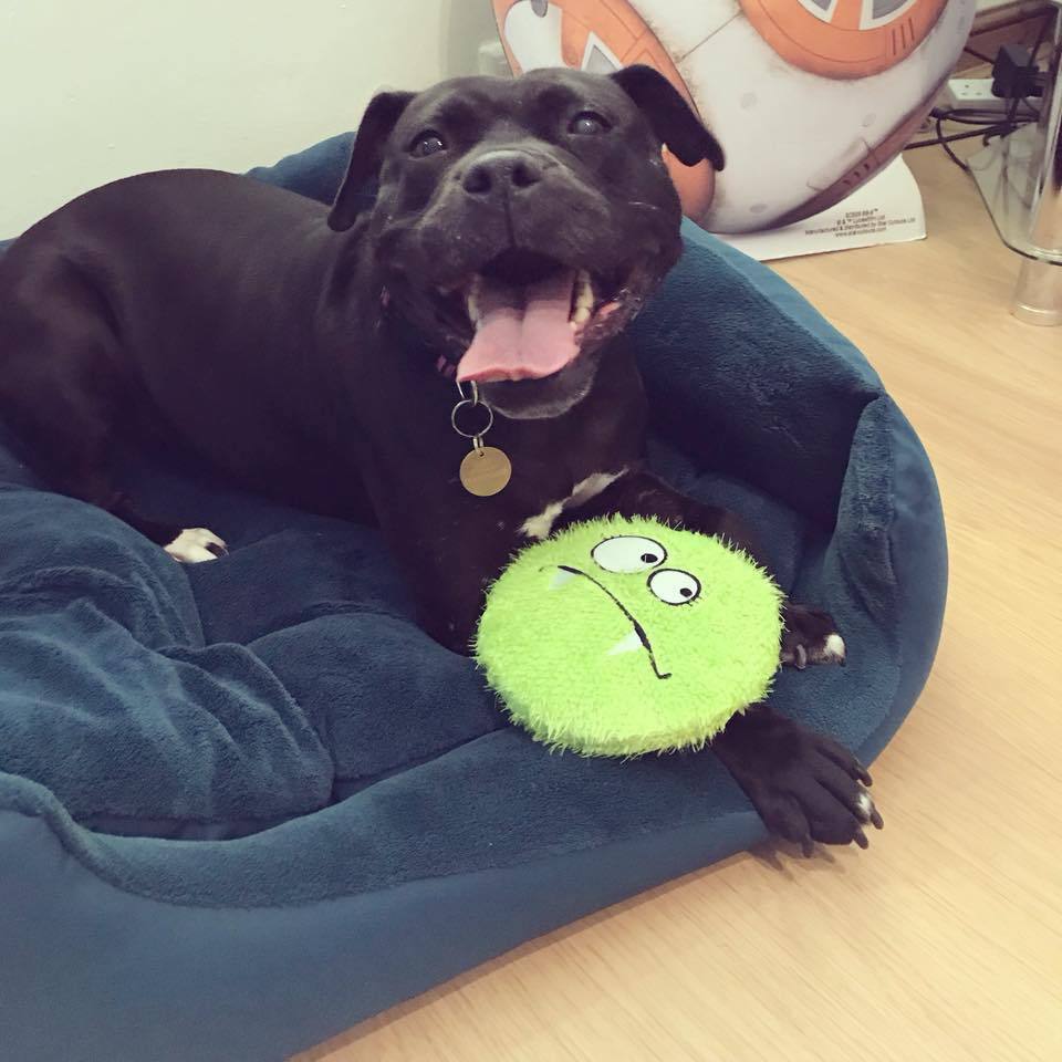 Staffordshire Bull Terrier Kali, who was previously a fighting dog but has since been rescued and rehomed