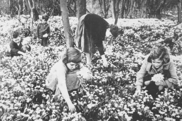 Picking snowdrops at Attingham Park. The picture was shared by John Jones who is standing at the back. On the left is Stanley Smith, of Atcham, who was his best mate; third from left is Carol Bateman, with her sister Wendy Bateman in the dark top, and on the right is Heather Jones, John's sister. Undated.