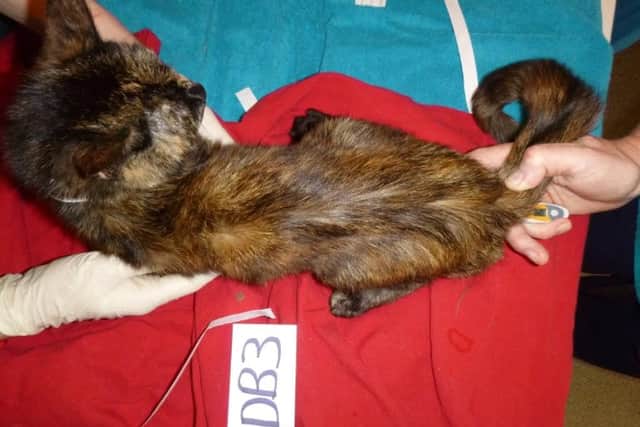 One of the emaciated cats