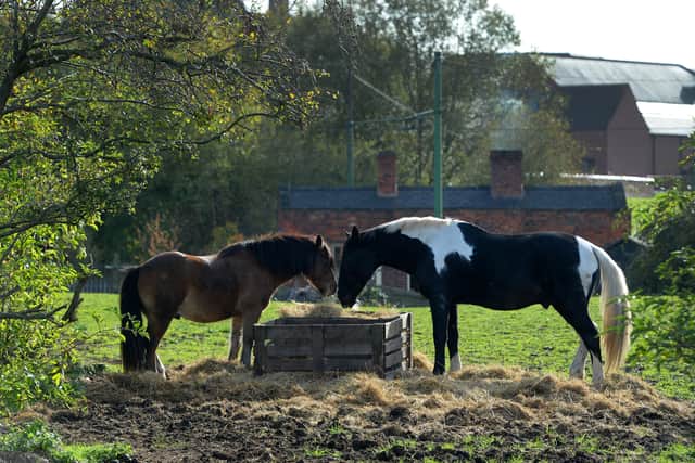 Horses which live at the attraction