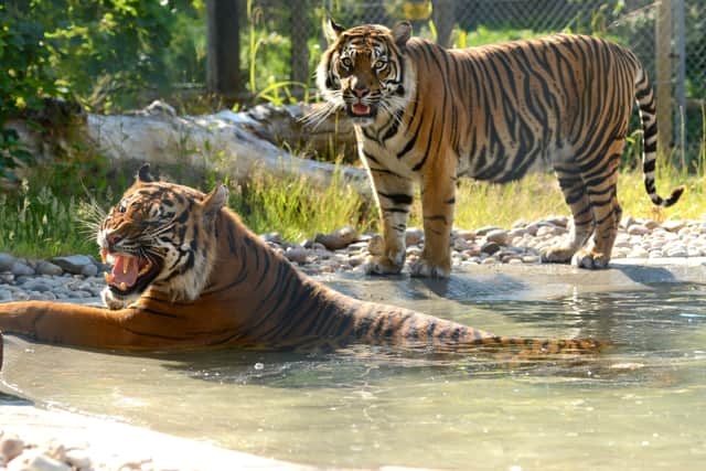 Tigers roaring to go