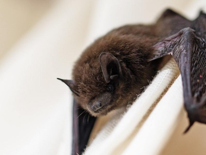A bat, an exaggerated Irish accent and an overly excited puppy have ...