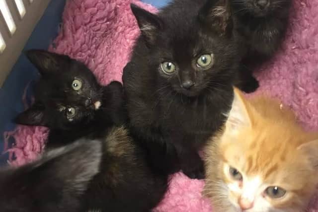 The kittens are now looking for a permanent home