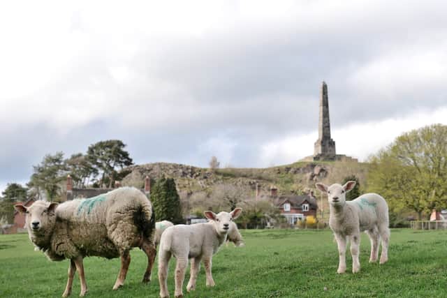 Curious sheep in Lilleshall