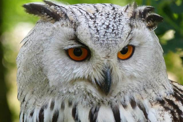 Get up-close and personal to some of Shenstone Pet Corner's favourite feathery friends