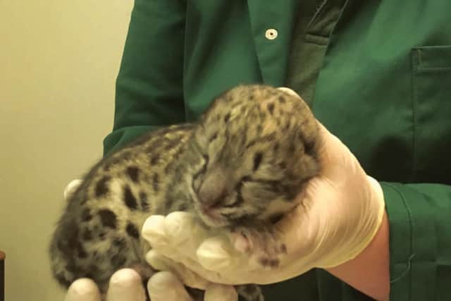 Dudley Zoo announce sudden death of snow leopard