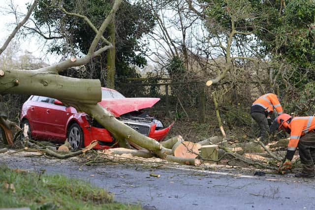 PICTURED: Lucky escape for pair as 70ft tree falls onto car