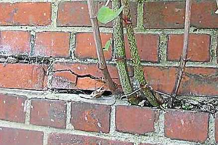 Invasive stems of Japanese knotweed damage brickwork