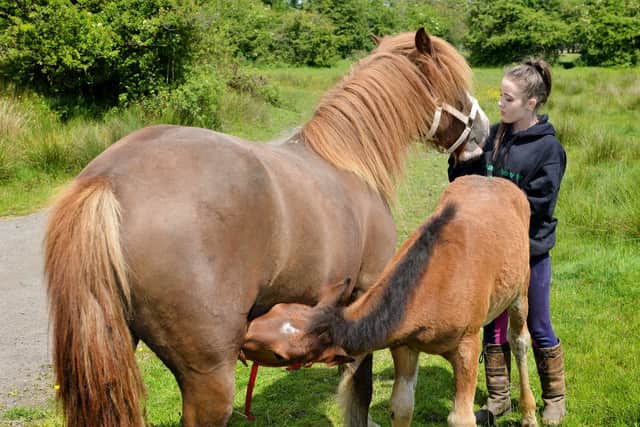 Bella Rochelle with Tallulah and Dakota, who escaped their field