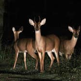 Deer, rabbits and wild birds on Cannock Chase are targeted by poachers