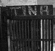 Tina – a female member of the zoo's bear family