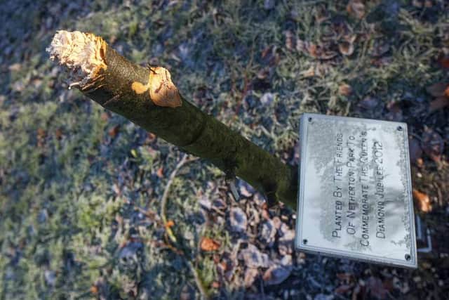 The destroyed tree, with the plaque