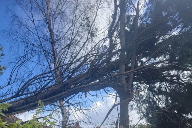 The fallen tree in St Giles Crescent, Eastfield in Wolverhampton. Photo: Stephanie Tranter