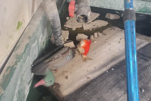 The fallen tree has killed fish and birds kept in a shed in the back garden of the property on St Giles Crescent in Wolverhampton. Photo: Stephanie Tranter