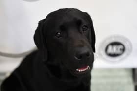 Not content with just being the most popular dog in the UK, the Labrador Retriever is also the most child-friendly - thanks to their friendly, loving and outgoing nature.