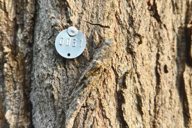 The tree had been marked with a metal disc