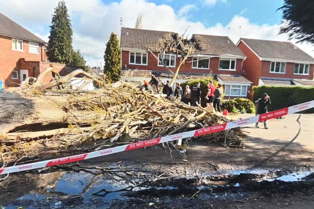 Debris from the tree which fell on two houses in Windsor Crescent