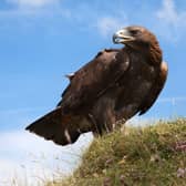 Golden eagle perched on grass beneath a blue sky
