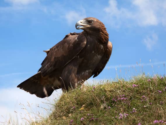 Golden eagle perched on grass beneath a blue sky