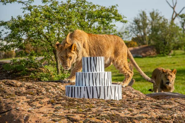 Lion cub Nero was the first to investigate the meat-filled birthday cake.