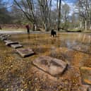Sherbrook Stepping Stones on Cannock Chase