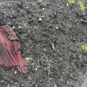 Waste dumped by council at Walsall Aboretum