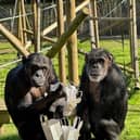 Chimpanzees Mali and Fan, who enjoyed an Easter enrichment hunt around their outdoor paddock to celebrate the season