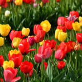 There is a wide range of flowers on offer for people to see