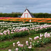 The beautiful Tulip Festival is in full bloom at Lower Drayton Farm also based near Penkridge.