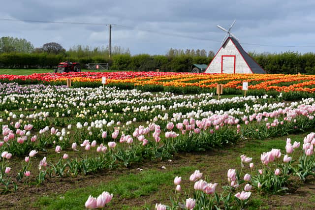 The beautiful Tulip Festival is in full bloom at Lower Drayton Farm also based in Penkridge