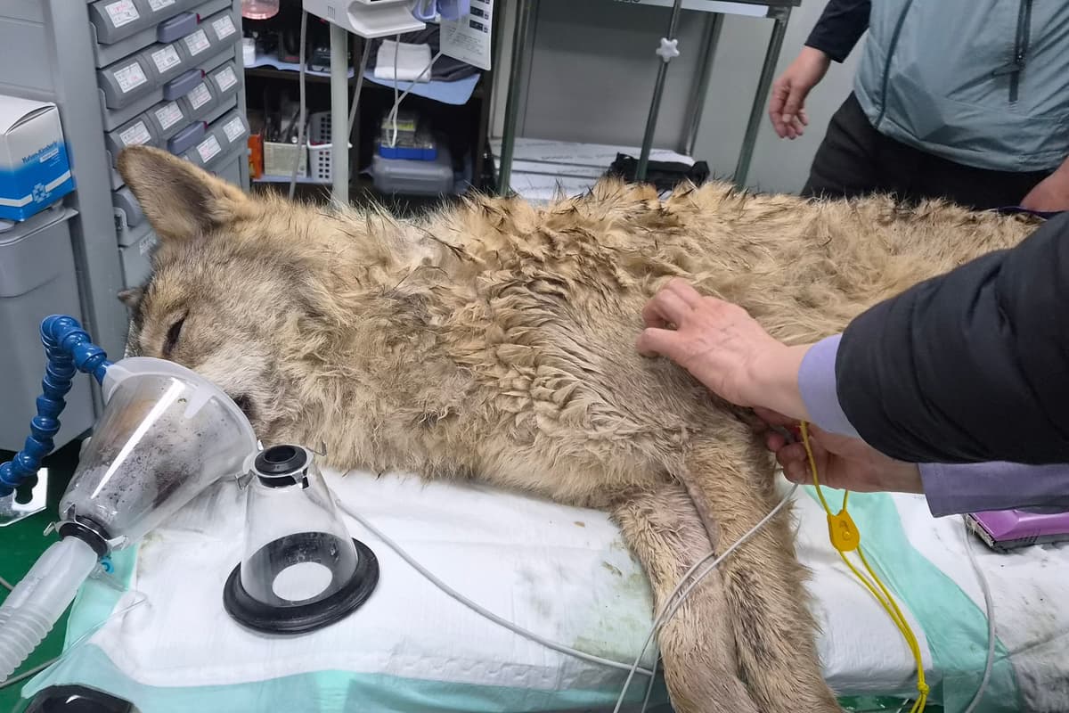 Hairy moments as escaped wolf returned to zoo in South Korea