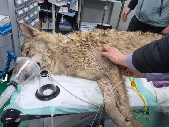 The wolf under sedation