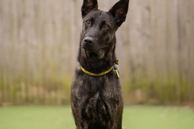 Nova