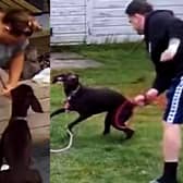 Pet sitters Paige Williams and her partner Bradley Archer were caught on camera kicking and hitting dogs they were minding at a Solihull family’s home.