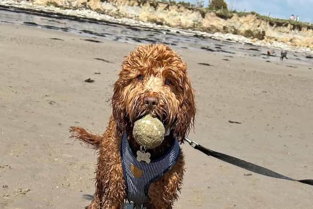 Simba