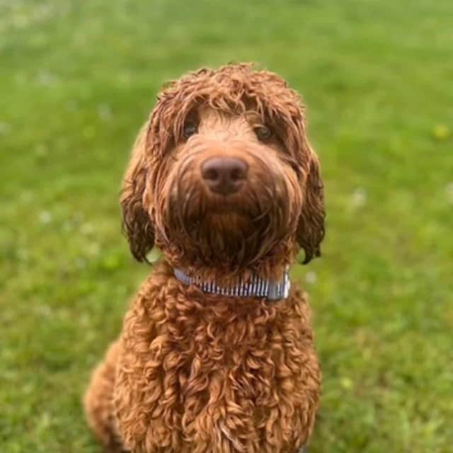 Simba