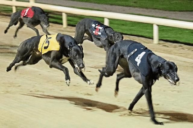 Greyhound racing events cancelled in Wolverhampton amid extreme heat