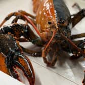 A rare two coloured Lobster