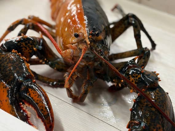A rare two coloured Lobster