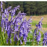 Bluebells in the Clent Hills. (Photo: Phil Champion/Wikimedia Commons)