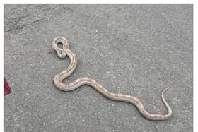 A huge snake was spotted on a road in Wolverhampton.