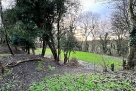 Turls Hill Woods