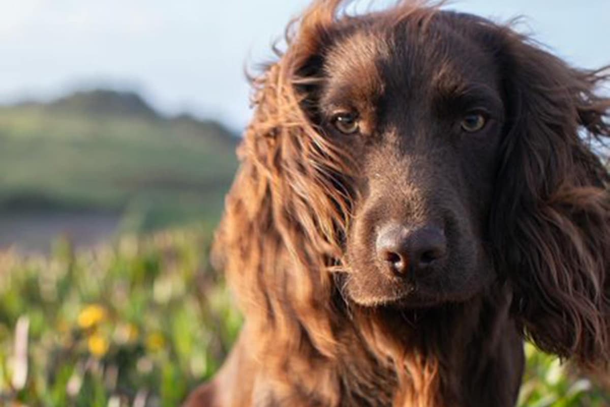 William und Kate enthüllen den Namen ihres zweiten Hundes anlässlich ...