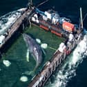 Germany Whale Rescue